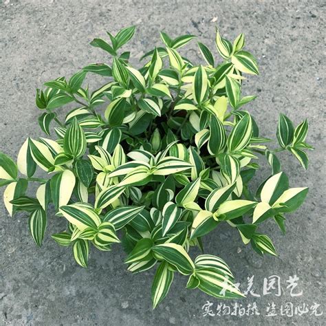 吊竹梅风水|吊竹梅（鸭跖草科紫露草属植物）